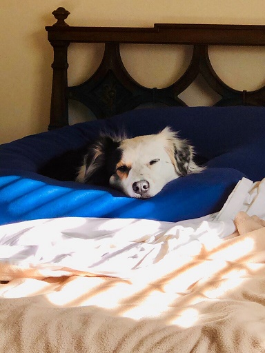 sleeping dog